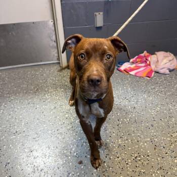 TUSC-Stray-84960 -  Pit Bull Terrier and Mixed Breed Dog for Adoption in Tuscaloosa, Alabama - TUSC-Stray-84960 | PetCurious