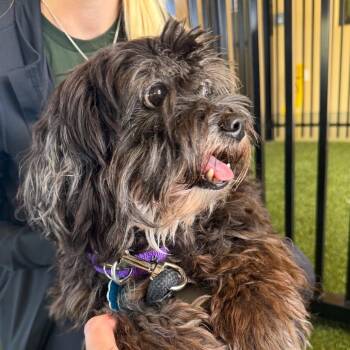 Beans -  Shih Tzu Dog for Adoption in West Palm Beach, Florida - Beans | PetCurious