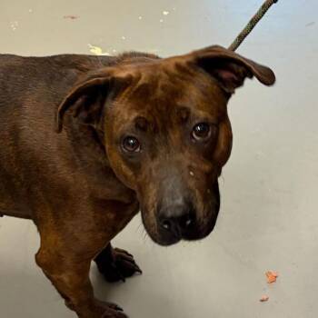 Mixed Breed Dogs Available for Adoption in Asheville, North Carolina - Alani | PetCurious