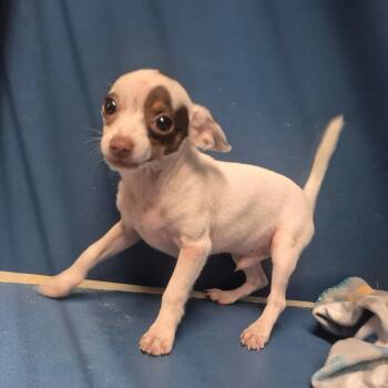 Q Tip -  Chihuahua Dog for Adoption in Yuma, Arizona - Q Tip | PetCurious