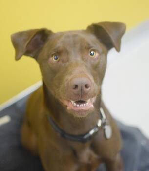 Chocolate Labrador Retriever Dogs Available for Adoption - Champ | PetCurious