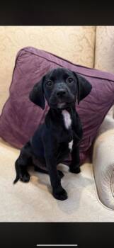 Shadow -  Labrador Retriever and Boykin Spaniel Dog for Adoption in Cheektowaga, New York - Shadow | PetCurious