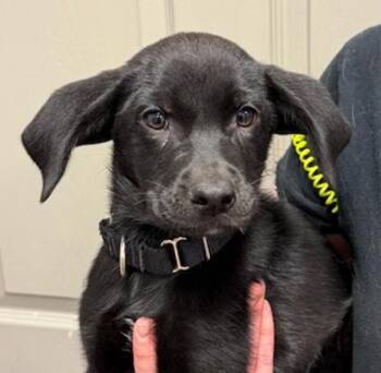 Labrador Retriever and Hound Dogs Available for Adoption in Littleton, Colorado - Mattie | PetCurious