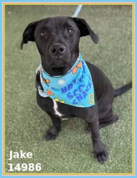 Rescue Labrador Retriever and Pit Bull Terrier Dogs for Adoption in Marietta, Georgia - JAKE | PetCurious