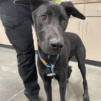 Baylen -  Mixed Breed Dog for Adoption in Dickinson, Texas - Baylen | PetCurious