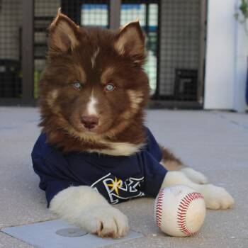 Ajax -  Alaskan Malamute Dog for Adoption in Tampa, Florida - Ajax | PetCurious