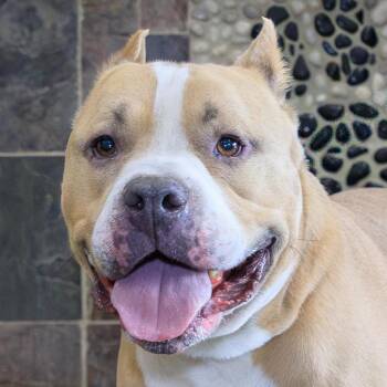 Pit Bull Terrier Dogs Available for Adoption in Versailles, Kentucky - Appt. Pending - Kimbo | PetCurious