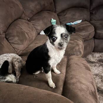 Rescue Boston Terrier and Pug Dogs for Adoption in Rochester, Minnesota - Lola- Bonded With Lady | PetCurious