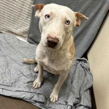 Bull Terrier and Mixed Breed Dogs Available for Adoption in Flagstaff, Arizona - Milli | PetCurious