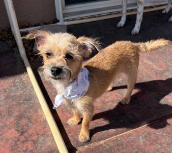 Chihuahua and Terrier Dogs Available for Adoption - Sasha | PetCurious