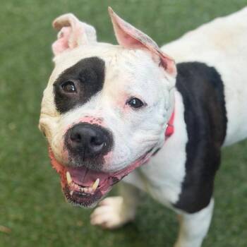 Tia -  Mixed Breed Dog for Adoption in Asheville, North Carolina - Tia | PetCurious