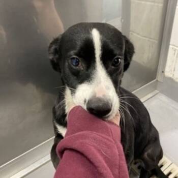 Rescue Mixed Breed Dogs for Adoption - Boots | PetCurious