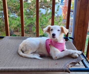 Rescue Husky and Siberian Husky Dogs for Adoption in Boulder, Colorado - Flurry | PetCurious