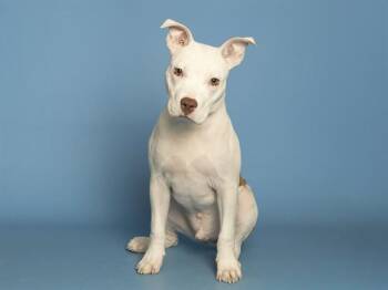 PACHUCO -  Pit Bull Terrier Dog for Adoption in Phoenix, Arizona - PACHUCO | PetCurious