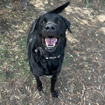 Tank -  Black Labrador Retriever Dog for Adoption in Lindon, Utah - Tank | PetCurious