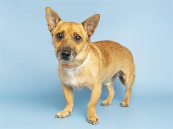 ROCCO -  Chihuahua Dog for Adoption in Phoenix, Arizona - ROCCO | PetCurious
