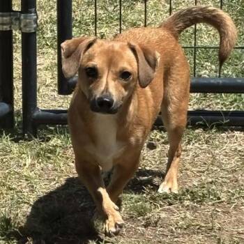 Hazel -  Dachshund and Chihuahua Dog for Adoption in Fredericksburg, Virginia - Hazel | PetCurious