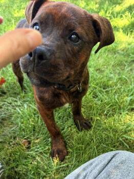 Pit Bull Terrier Dogs Available for Adoption in Mooresville, North Carolina - Bonita | PetCurious