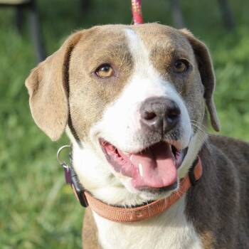 Labrador Retriever Dogs Available for Adoption - Olympic Torch  | PetCurious