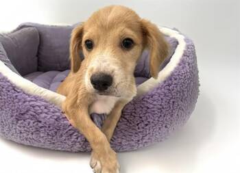BRISA -  Labrador Retriever and Mixed Breed Dog for Adoption in Fort Lauderdale, Florida - BRISA | PetCurious