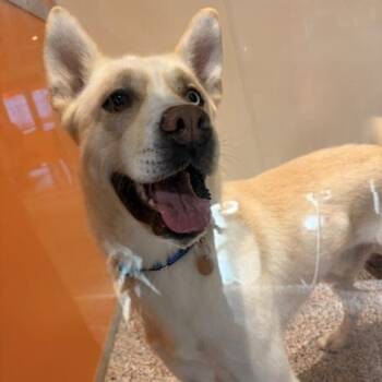 Butterscotch -  Husky and Mixed Breed Dog for Adoption in Salt Lake City, Utah - Butterscotch | PetCurious