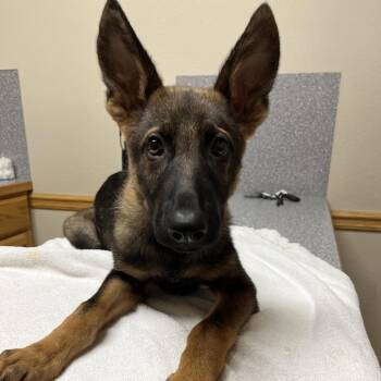 Timber -  German Shepherd Dog Dog for Adoption in Tulsa, Oklahoma - Timber | PetCurious