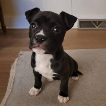 Terrier and Shepherd Dogs Available for Adoption - Spotch | PetCurious