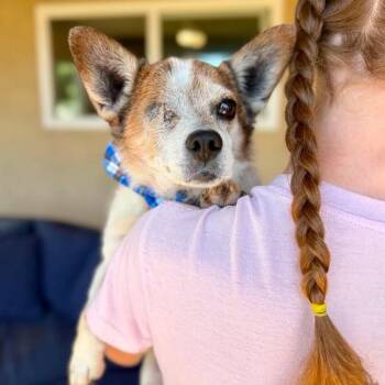 Cooper -  Chihuahua Dog for Adoption in Ramona, California - Cooper | PetCurious