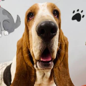 Freckles -  Basset Hound Dog for Adoption in Lebanon, Missouri - Freckles | PetCurious