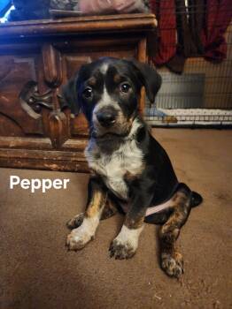 Australian Cattle Dog Blue Heeler Dogs Available for Adoption in Hardin, Montana - Pepper | PetCurious