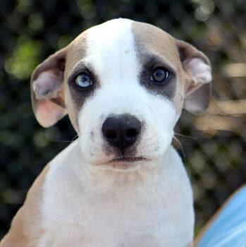 Peach (AO37454) -  American Bulldog Dog for Adoption in Kansas City, Kansas - Peach (AO37454) | PetCurious