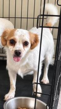 Quincy -  Spaniel and Chihuahua Dog for Adoption in Tifton, Georgia - Quincy | PetCurious