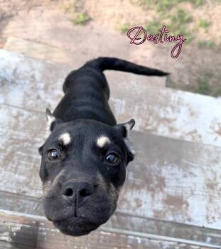 Pug and Pit Bull Terrier Dogs Available for Adoption in Brookshire, Texas - Destiny | PetCurious