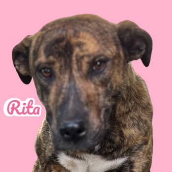 Rescue Plott Hound Dogs for Adoption in Shawnee, Oklahoma - RITA | PetCurious