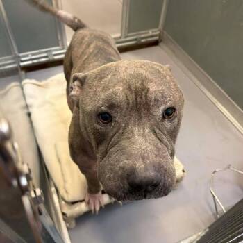Apollo -  Mastiff and Terrier Dog for Adoption in Vinita, Oklahoma - Apollo | PetCurious
