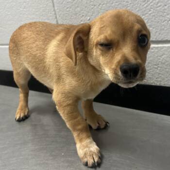 Rook (Chess Litter) -  Chihuahua and Mixed Breed Dog for Adoption in TIMBERCRK CYN, Texas - Rook (Chess Litter) | PetCurious