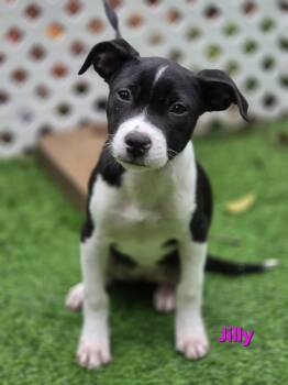 Jilly -  Pit Bull Terrier and Mixed Breed Dog for Adoption in Blairstown, New Jersey - Jilly | PetCurious