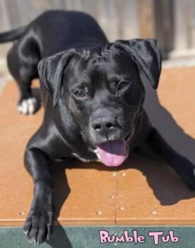 Boxer and Hound Dogs Available for Adoption in Mason, Michigan - Bumble Tub (in Foster) | PetCurious