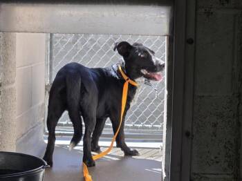 WREN -  Labrador Retriever and German Shepherd Dog Dog for Adoption in Albuquerque, New Mexico - WREN | PetCurious