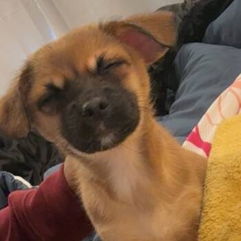 Rescue Mixed Breed Dogs for Adoption in Philadelphia, Pennsylvania - Goyard | PetCurious