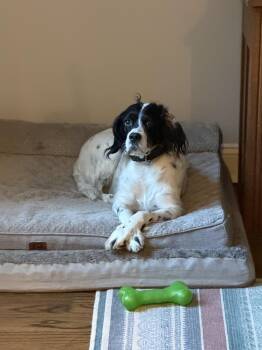 English Setter Dogs Available for Adoption in Hilliard, Ohio - Daisy | PetCurious