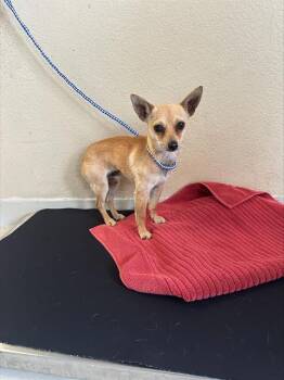 HOPSCOTCH* -  Chihuahua Dog for Adoption in Santa Cruz, California - HOPSCOTCH* | PetCurious