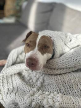 Ronnie -  Mixed Breed Dog for Adoption in New York, New York - Ronnie | PetCurious