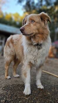 Rescue Australian Shepherd Dogs for Adoption in Nokomis, Florida - Captain | PetCurious