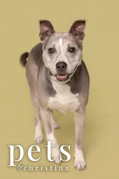 American Bully Dogs Available for Adoption - Molly | PetCurious