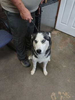 Husky Dogs Available for Adoption in Carrollton, Ohio - 26-042 | PetCurious