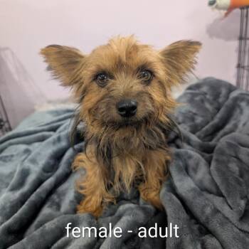 York - yellow collar -  Yorkshire Terrier Dog for Adoption in West Plains, Missouri - York - Yellow Collar | PetCurious