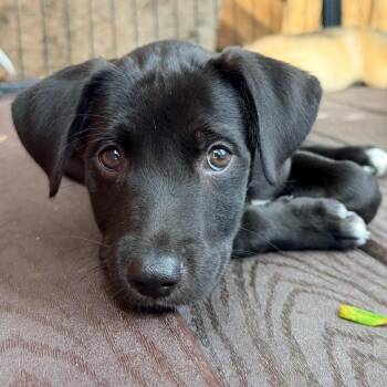 Aspen -  Black Labrador Retriever and Terrier Dog for Adoption in Escondido, California - Aspen | PetCurious