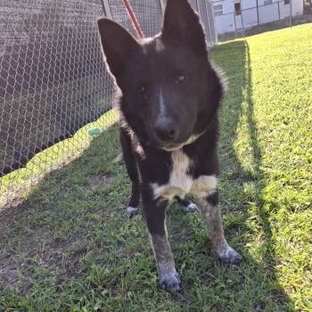Rescue Husky and Mixed Breed Dogs for Adoption in South Houston, Texas - Sitka 2025 | PetCurious