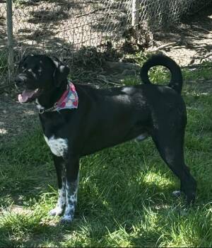 RC Archie -  Labrador Retriever and Pointer Dog for Adoption in Aurora, Indiana - RC Archie | PetCurious